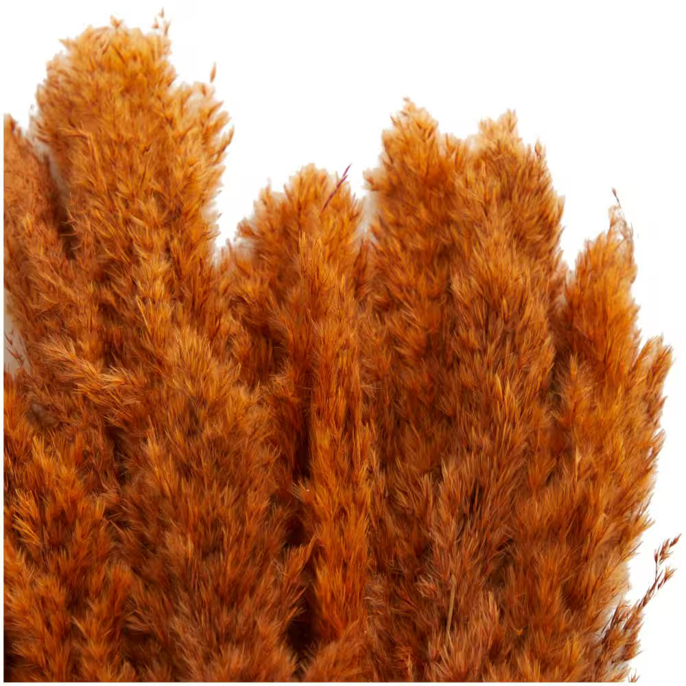35 In. Pampas Natural Foliage with Long Stems (1 Bundle)