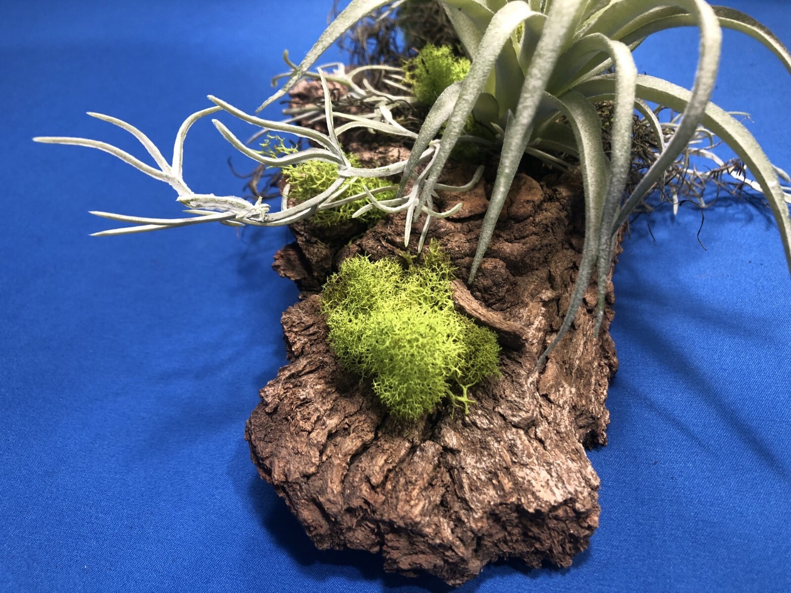 Artificial Succulent Air Plant Wall Art Home Office Mounted on Real Wood Bark