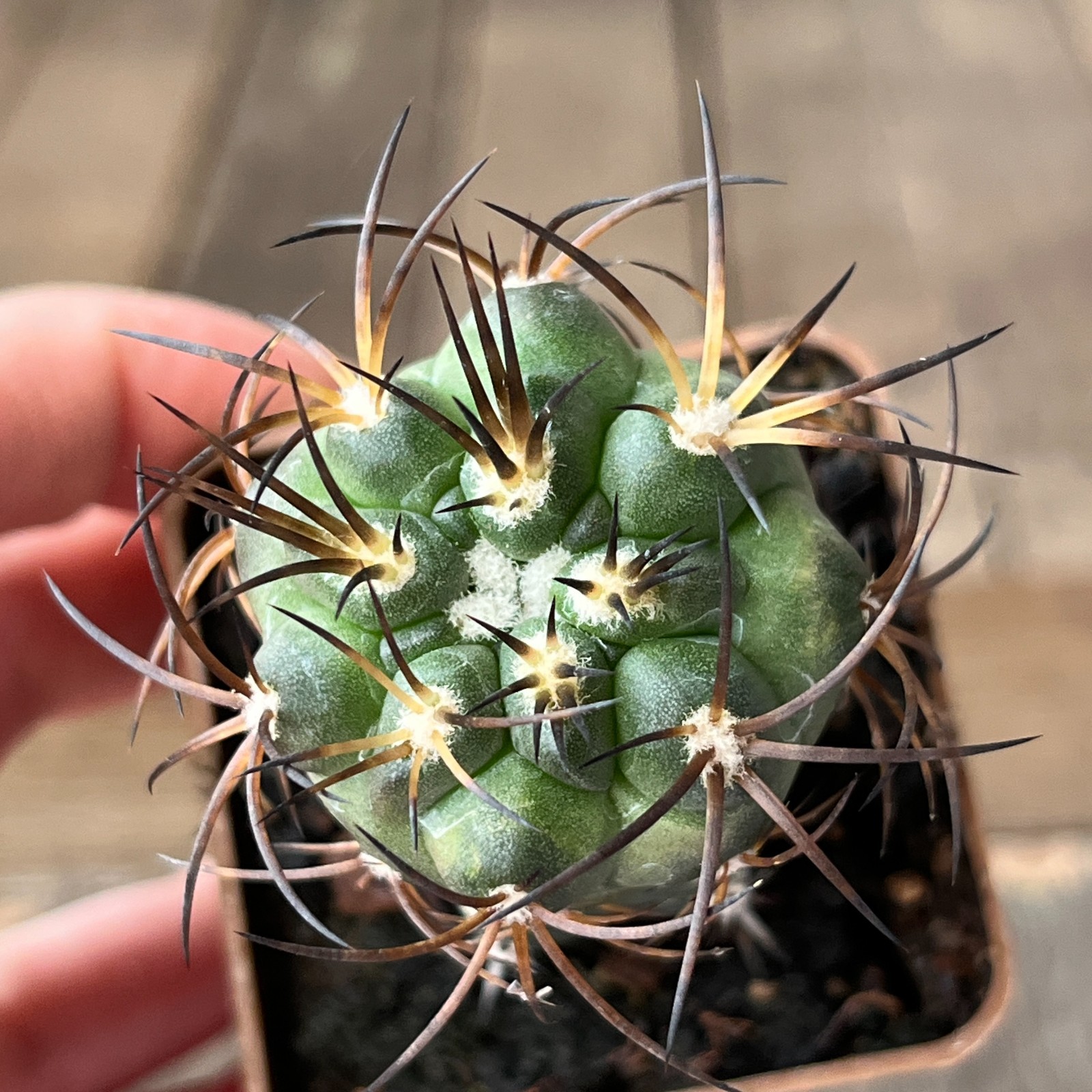 A23-871 Copiapoa schulziana, JN1717, Mina La Gloria, 560m, grafted