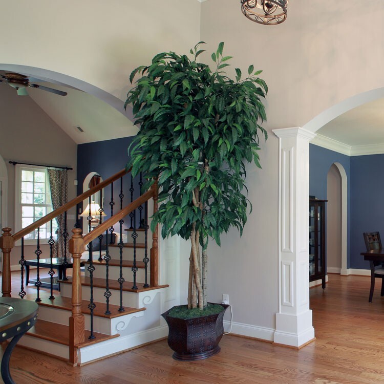 Tree – Beautiful Silk Tree – High Quality – 8 Ft Tall