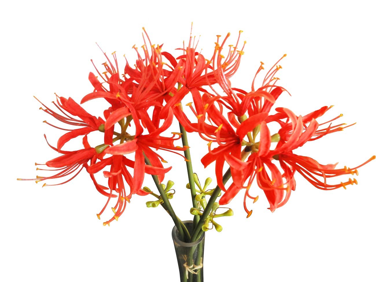 3 Stems Red Spider Lilies Artificial Flowers Lycoris Bulbs (Red)