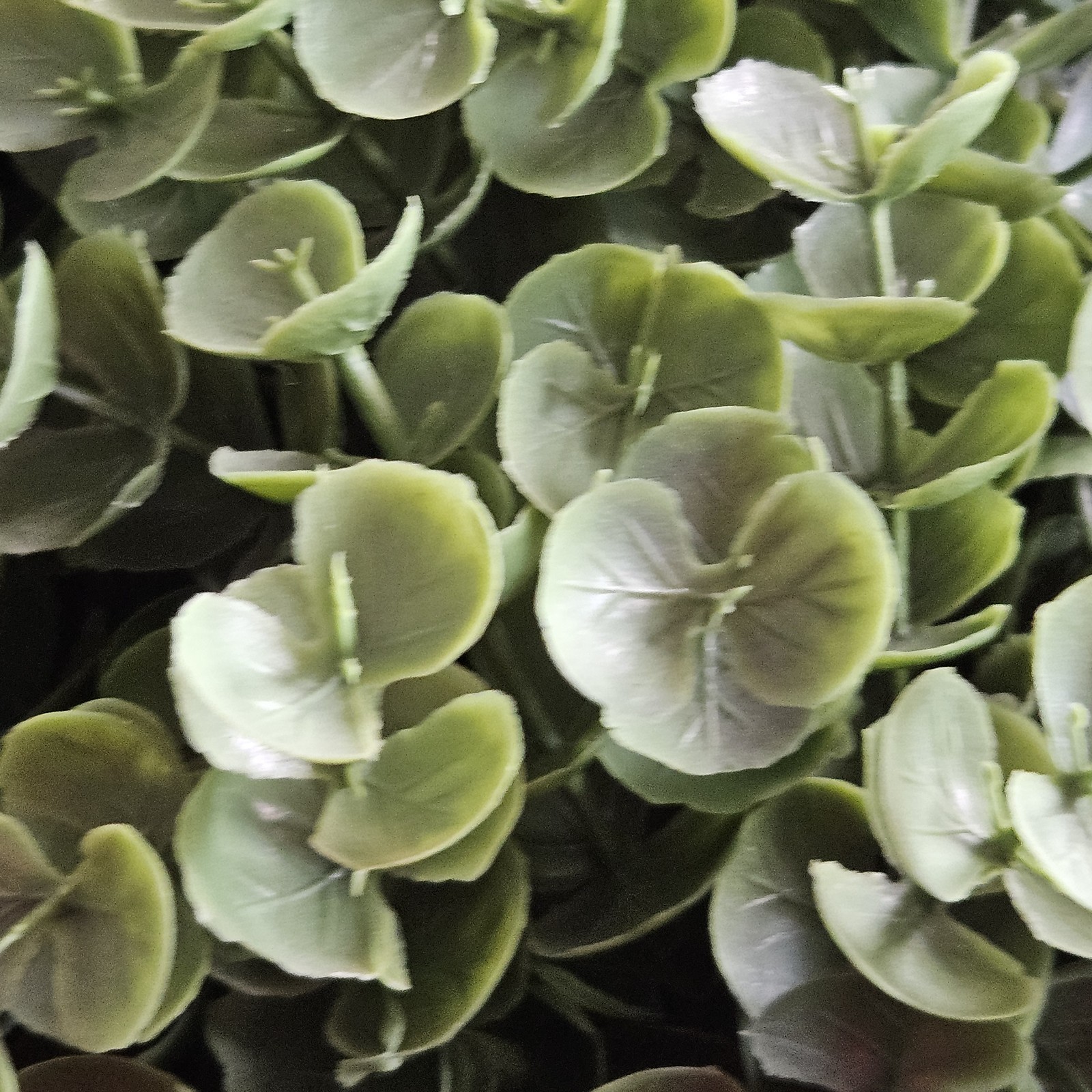 Faux Eucalyptus Boxwood with Cascading Leaves