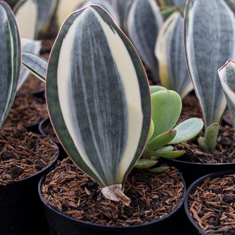 Sansevieria Masoniana Variegated Beautiful Uniqe Snake Plant