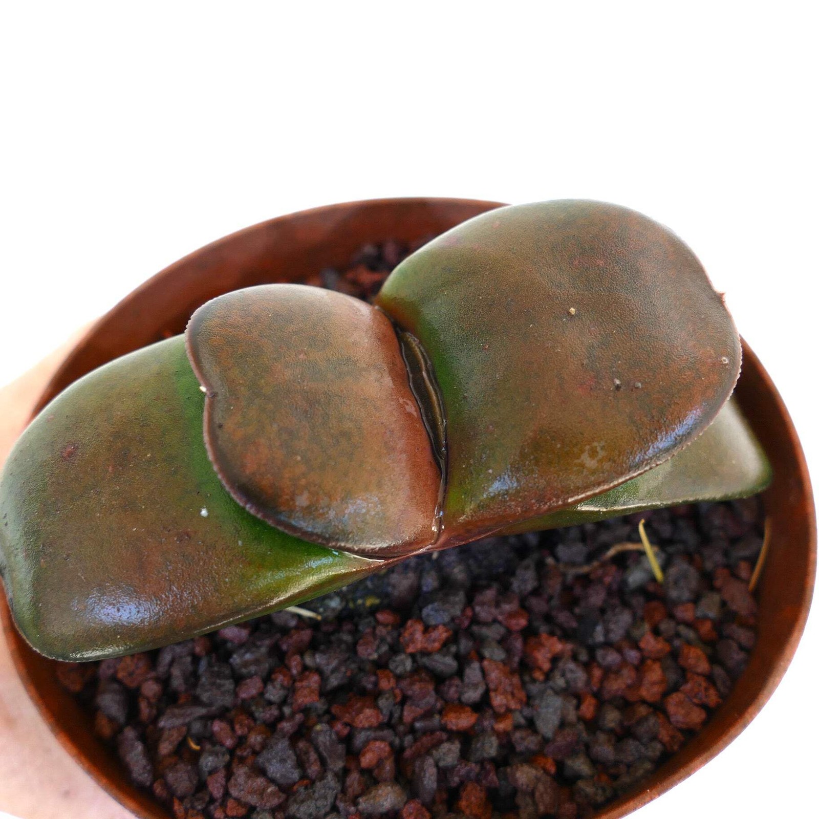 Gasteria pillansii cv 滑らか肌 BROWN FORM – Namaqua gasteria | Pillans’ gasteria