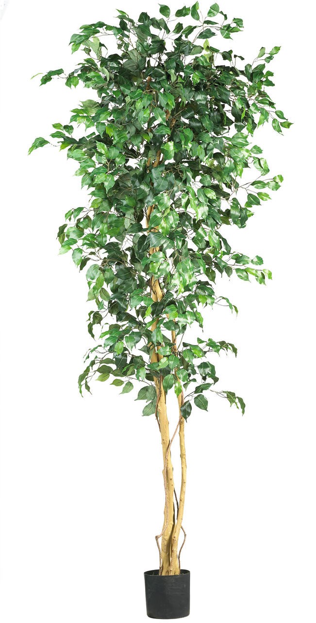 7′ Ficus Silk Tree