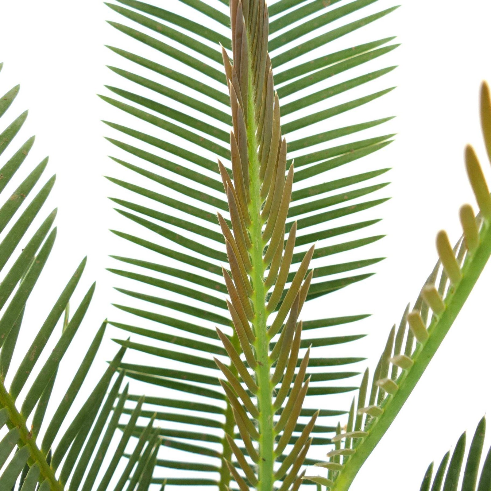 Dioon anustifolium 8x8cm CAUDEX – Narrow-leaved Dioon | Palma de la Virgen