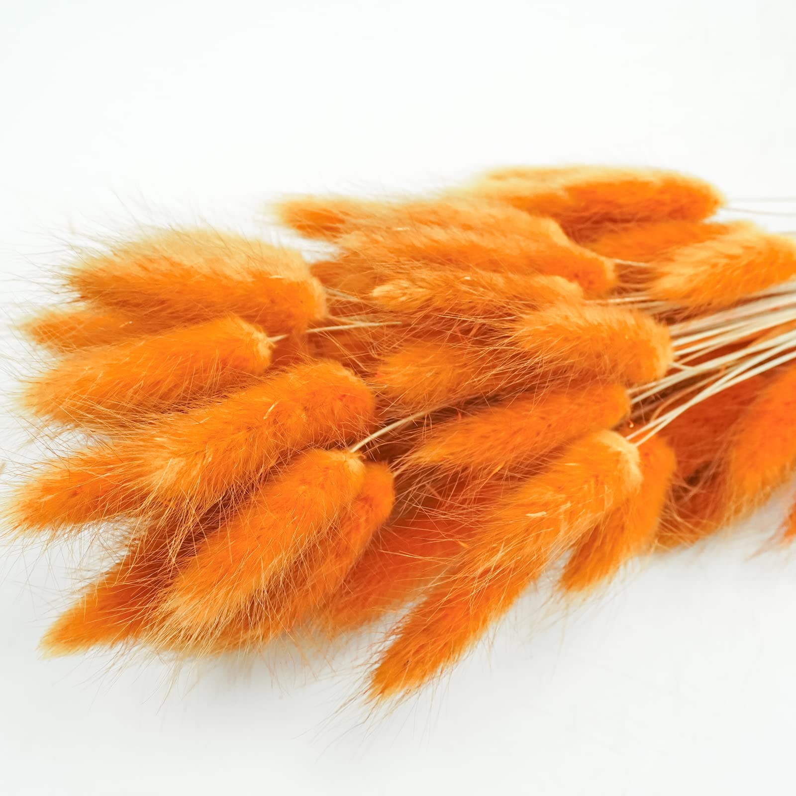 100 Pcs Bunny Tails Dried Flowers, Natural Dried Bunny Tails Grass Dried Lagu…