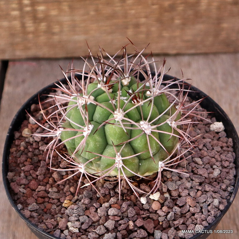 A5433 GYMNOCALYCIUM SAGLIONIS pot14-H6-W 7,5 cm MaMa Cactus