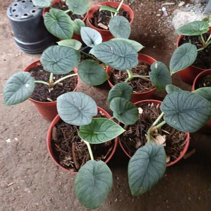 Alocasia Melo Badak – Thick Textured Grey Leaves Live Plant Grow in Pot