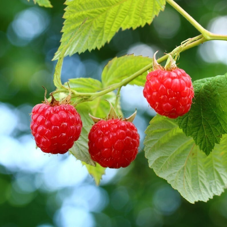10+ Seeds Raspberry Organic Seeds, Heirloom, Open Pollinated, Grow In-Outdoors