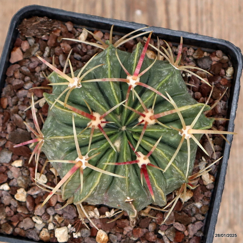 A1802 FEROCACTUS MACRODISCUS pot10-H6-W8 cm MaMa Cactus
