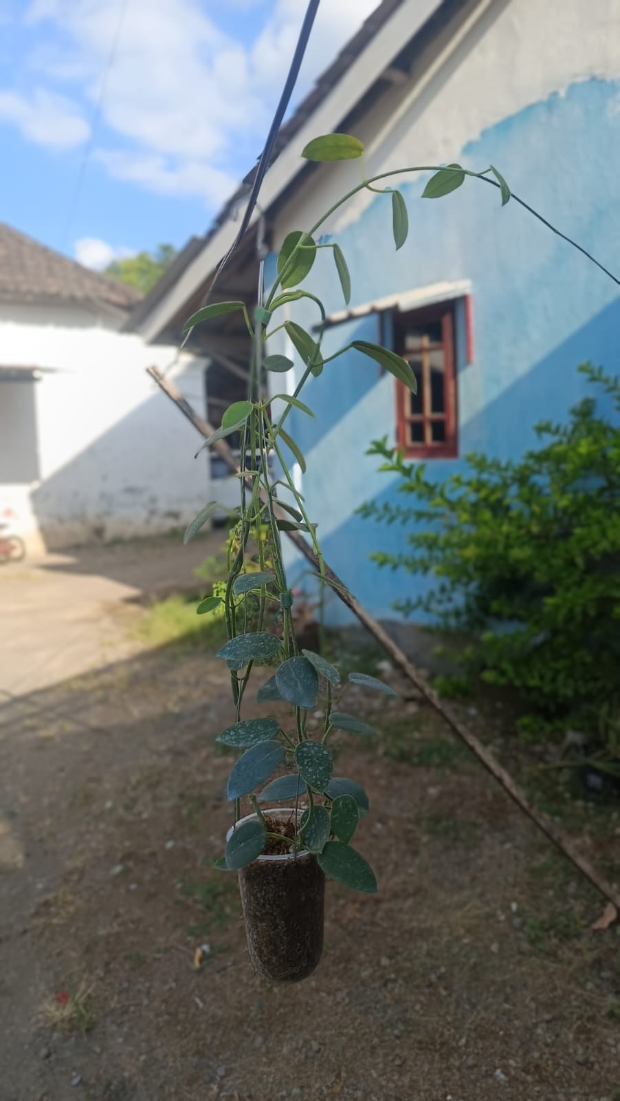 Real Picture Hoya Aff Lauterbachii Sp Papua Mature Size