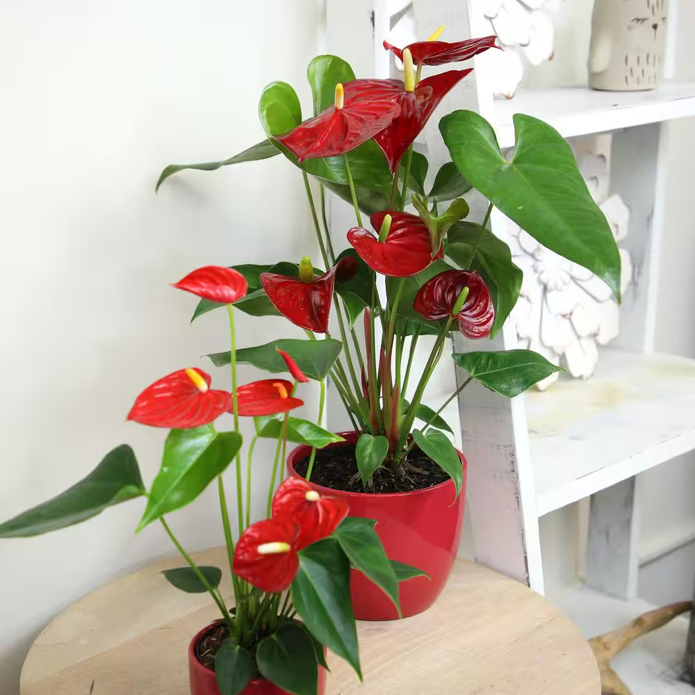 6 In. Red Flamingo Flower (Approximately 20 In. Tall) Decorative House Plant Gif