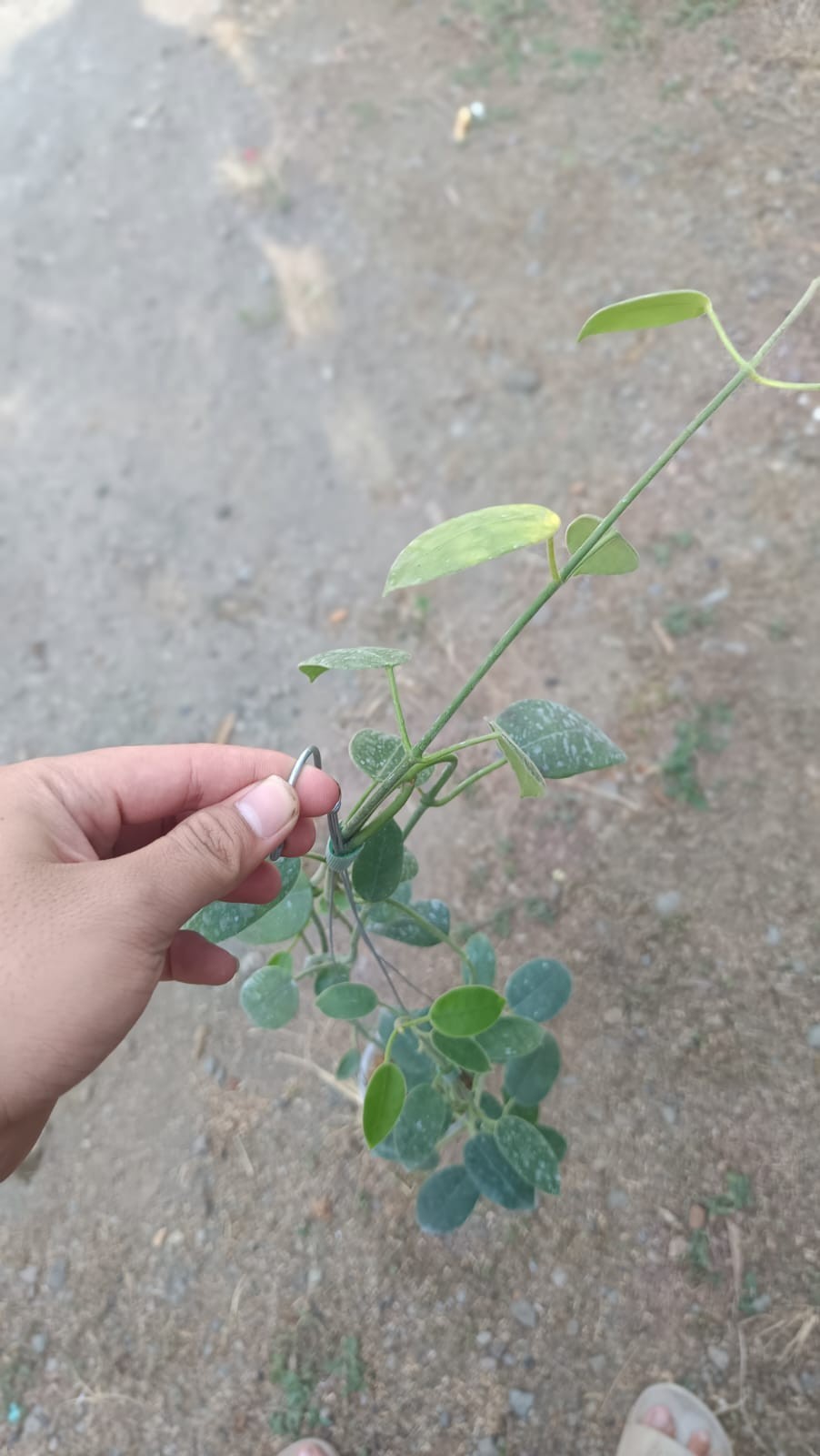 Real Picture Hoya Aff Lauterbachii Sp Papua Mature Size