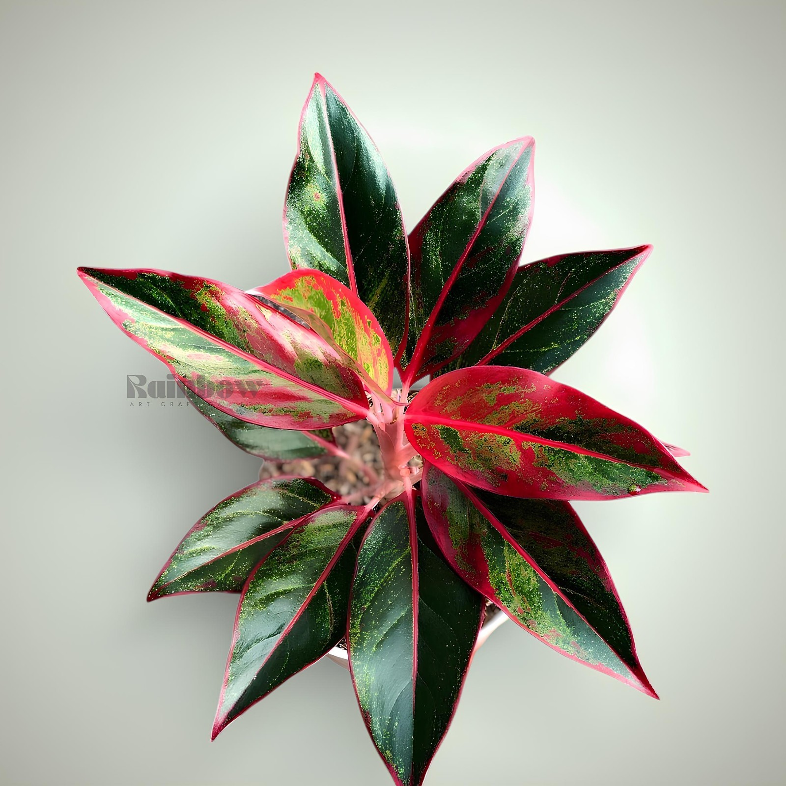 Aglaonema Red Lipstik Beatiful Ornamental Plant