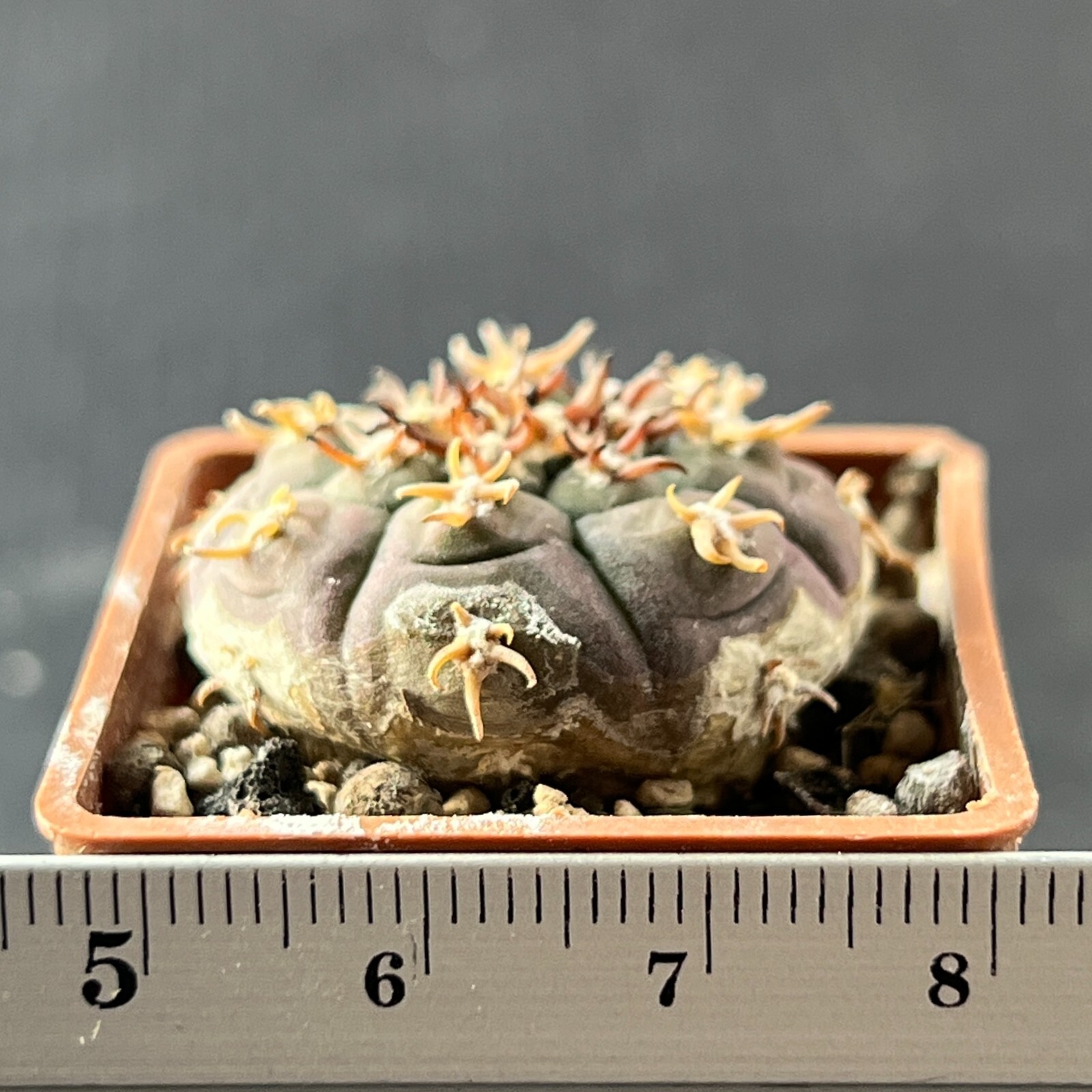A1-698. Gymnocalycium unguispinum SL-44b (Own roots)