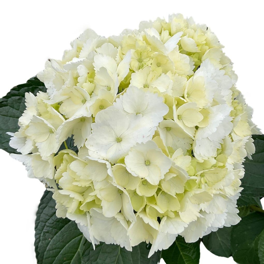 Fresh Cut Hydrangea White 10 Stems – Premium Quality Flowers Head sz 7.6-8.5 in