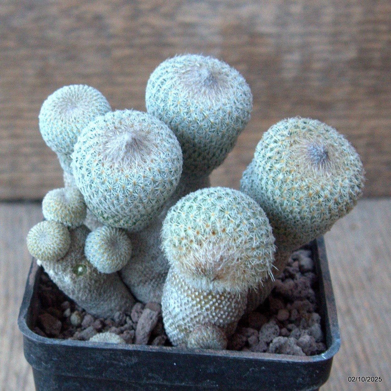 D6816 EPITHELANTHA MICROMERIS MONSTER pot7-H8-W9 cm MaMa Cactus