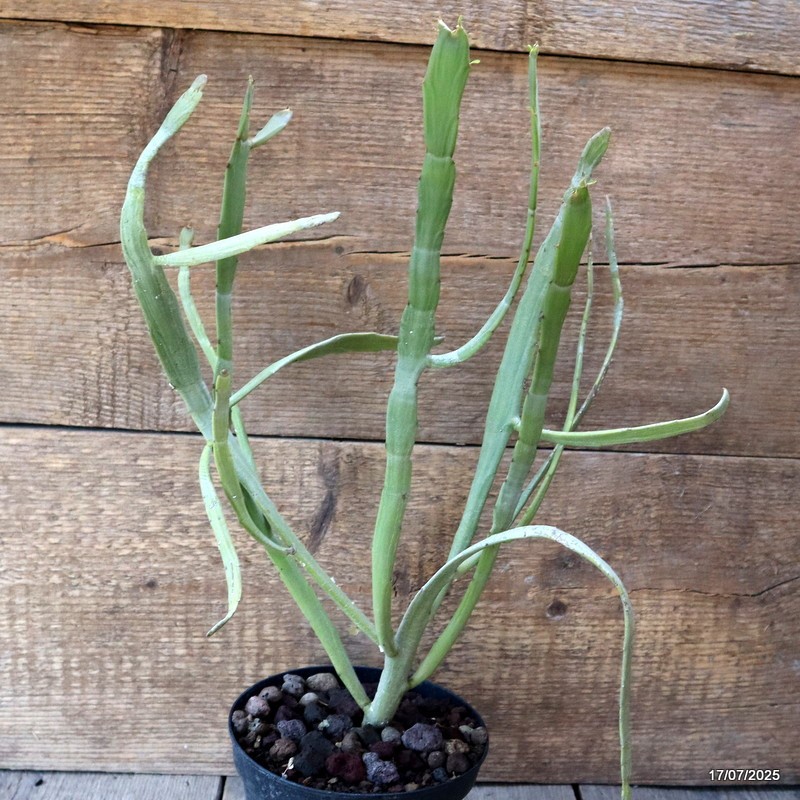 D5338 EUPHORBIA SP. pot14-H40-W34 cm MaMa Cactus