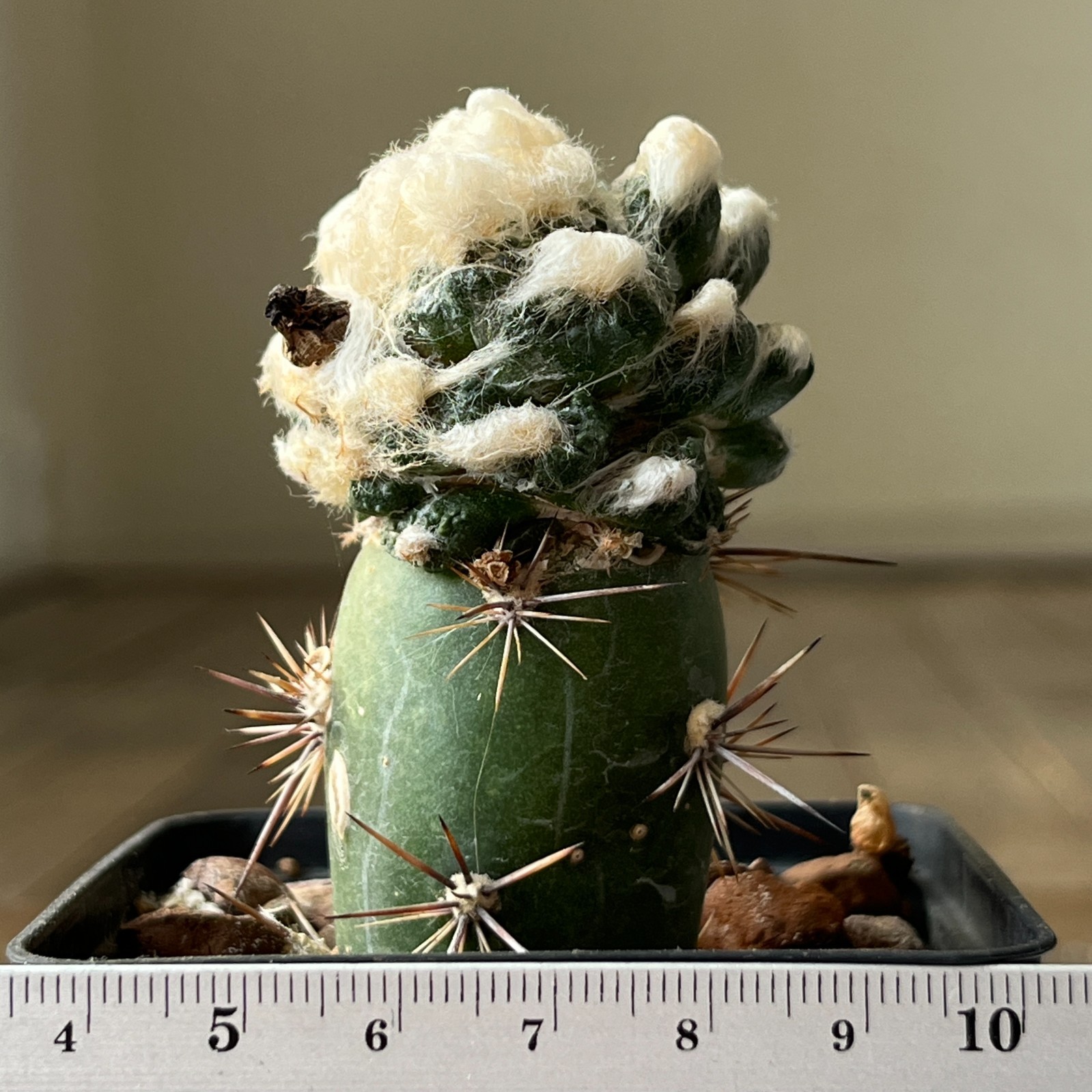 A1-1130 Cactus.. RS420, Quatrocienegas, grafted