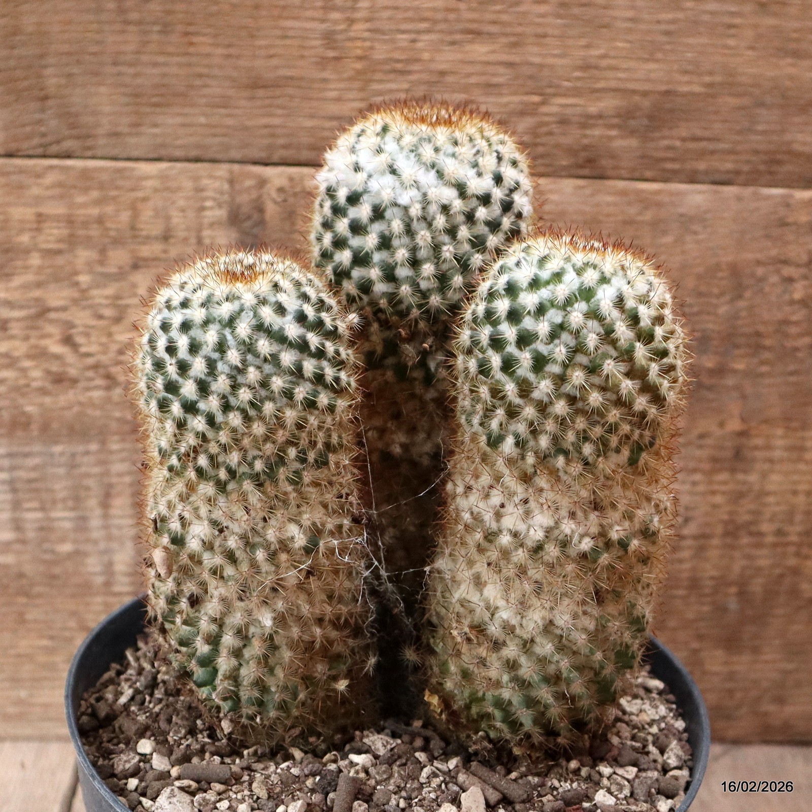 D7801 MAMMILLARIA COLUMBIANA pot18-H19-W13 cm MaMa Cactus