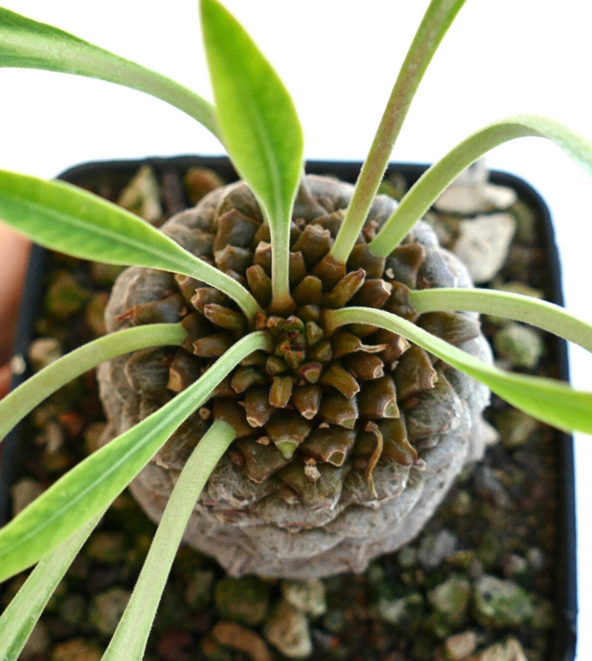 Euphorbia bupleurifolia BIG MALE specimen – Pine cone plant | Sceptre plant