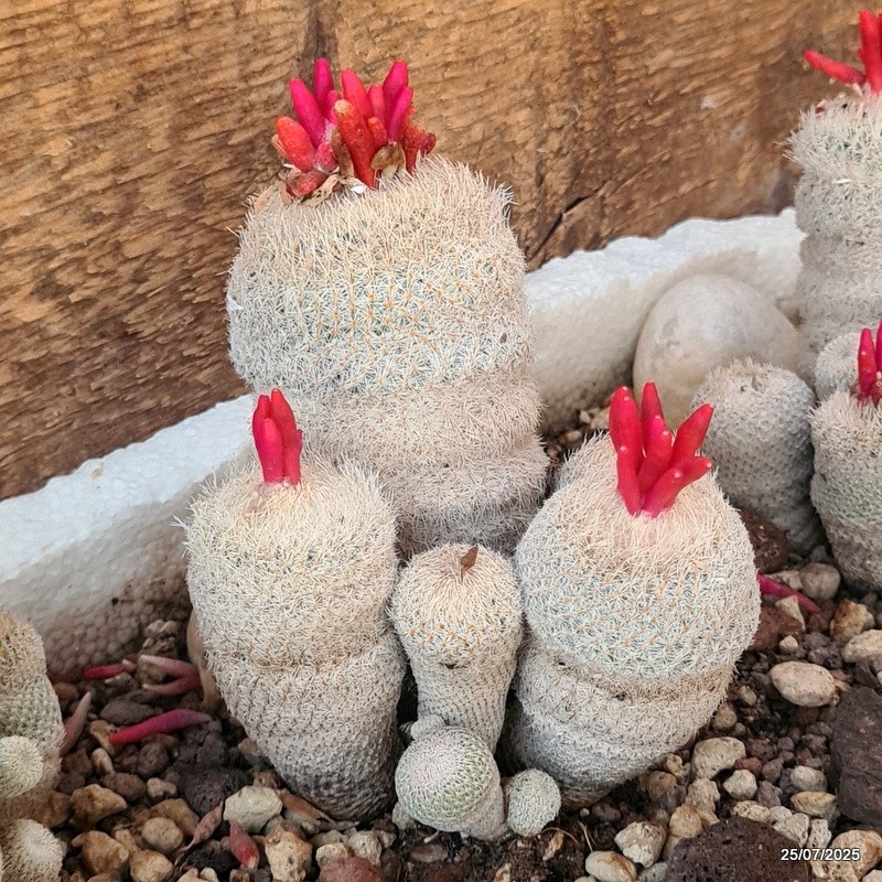 D5526 EPITHELANTHA MICROMERIS potX-H10-W10 cm MaMa Cactus