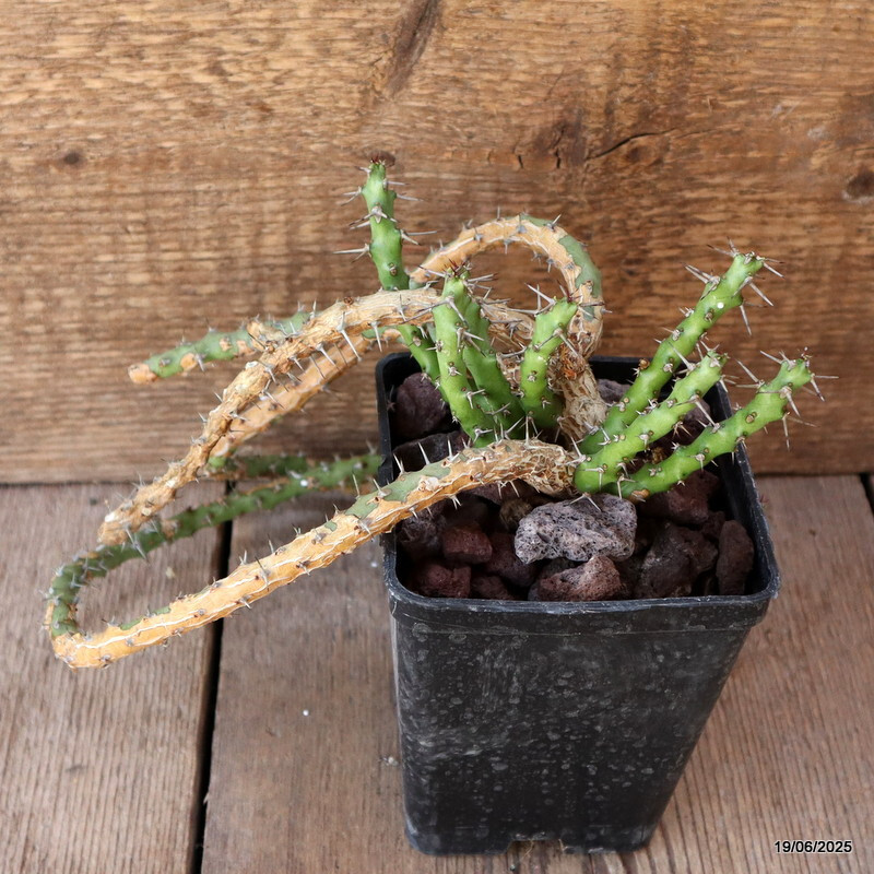 D4739 EUPHORBIA SP. pot10-H38-W20 cm MaMa Cactus