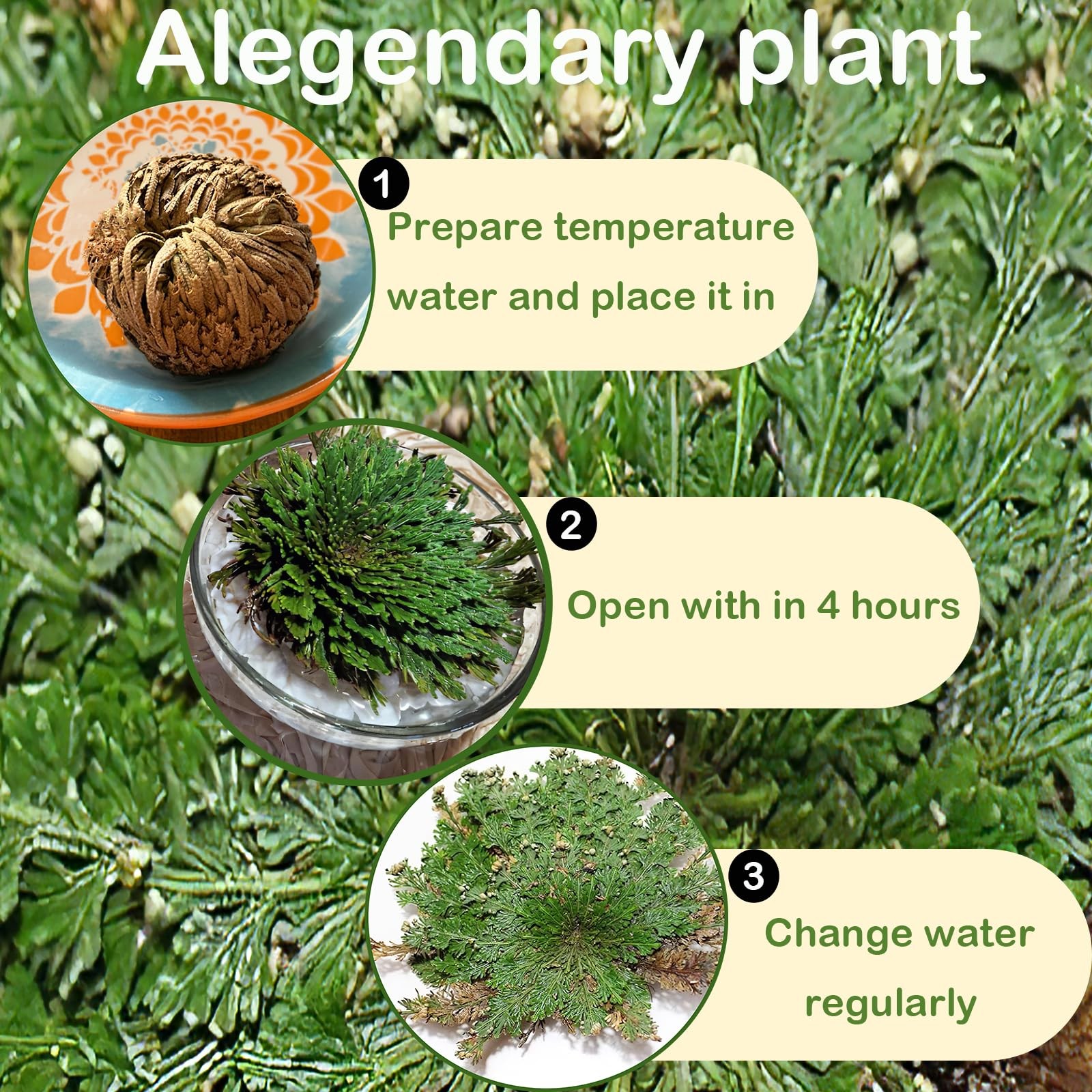 4 Pack Rose of Jericho Resurrection Plants Rosa de Jerico Original Dried Flow…