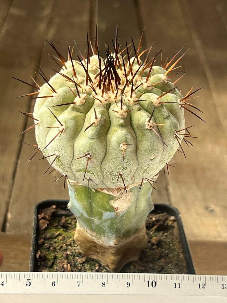 A44-2025 Copiapoa columna-alba, CS29, Esmeralda, Ant, grafted