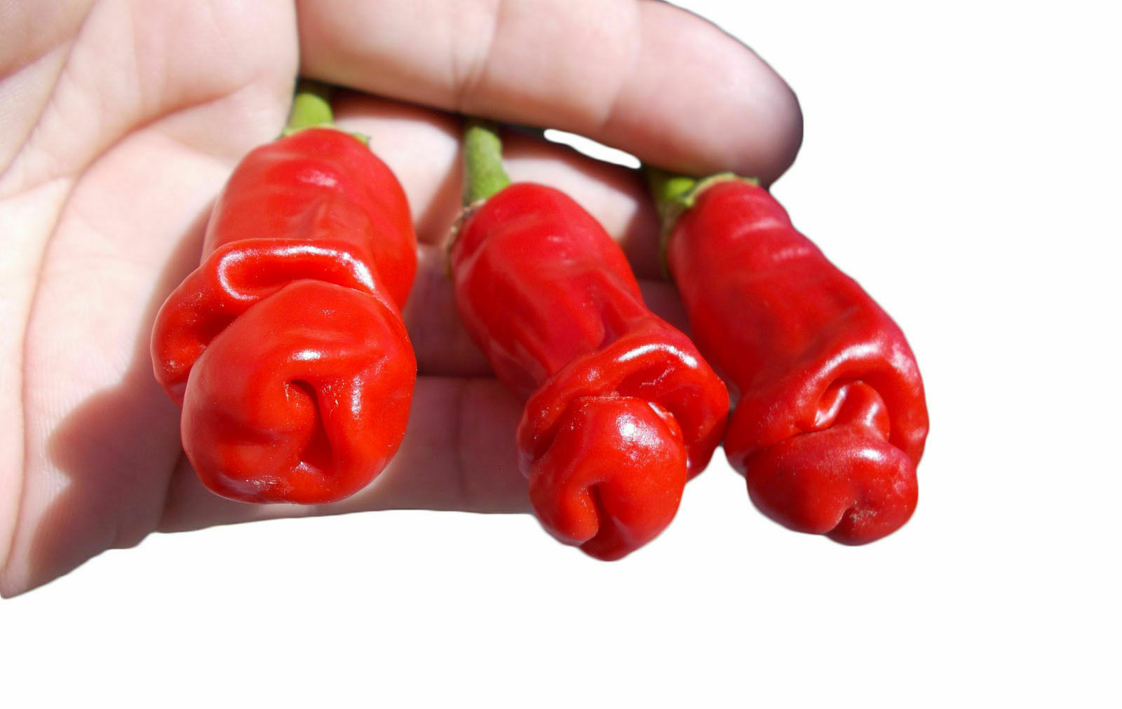 100Pcs SE EDS Peter Pepper Heirloom Hot pepper NON GMO Se eds