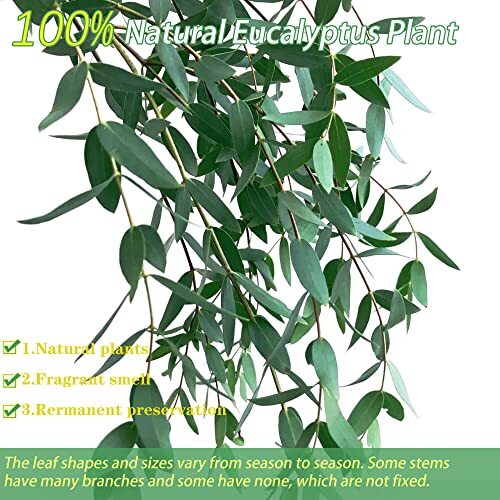 40+ Dried Eucalyptus Stems Real for Shower 15-25 PCS 17” 8OZ Preserved Fresh…