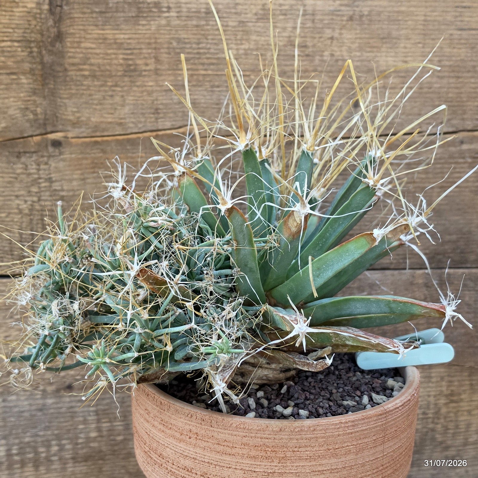 D7749 LEUCHTENBERGIA PRINCIPIS MONSTER pot19-H19-W31 cm MaMa Cactus
