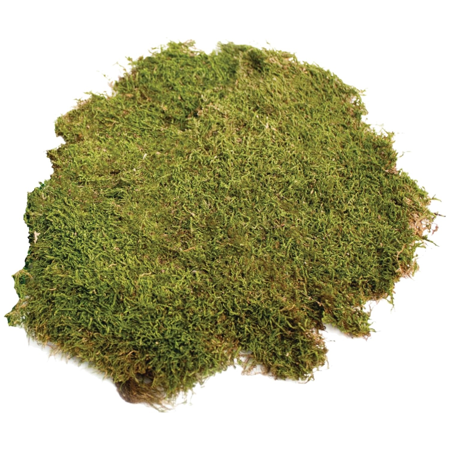 Natural Moss for Floral Arrangements
