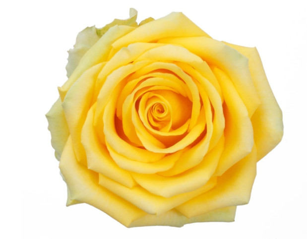 Wholesale High & Exotic Yellow Roses 100 stems