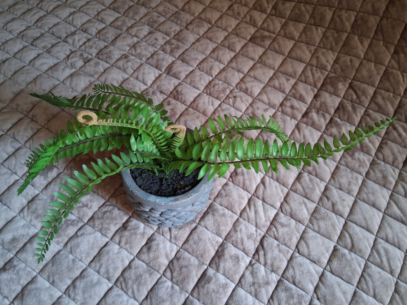 Faux Potted Christmas Fern – High Quality & Relistic – 6″ Ceramic Faux Stone Pot
