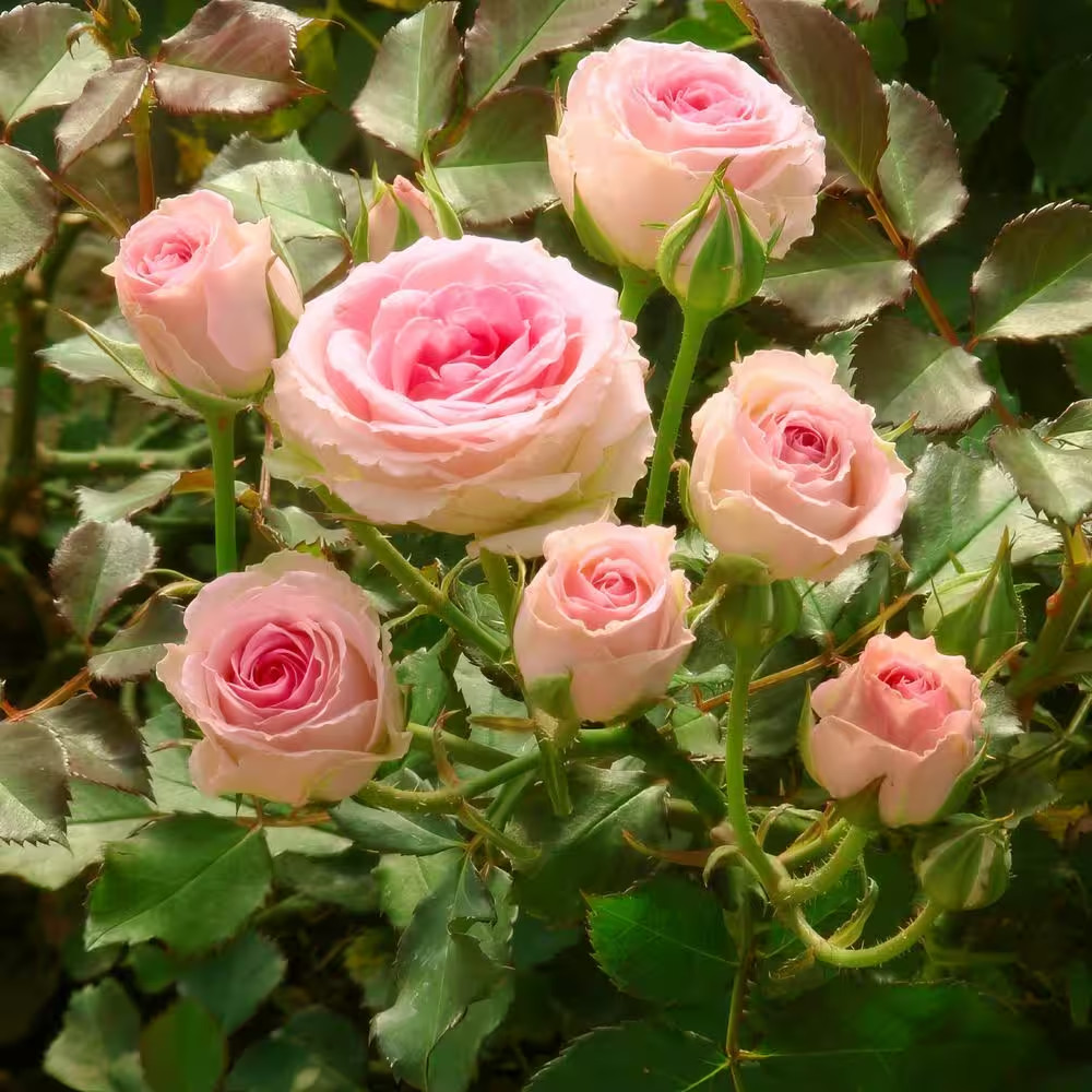 4 In. Cupcake Mini Rose with Pink Flowers (16-Pack)