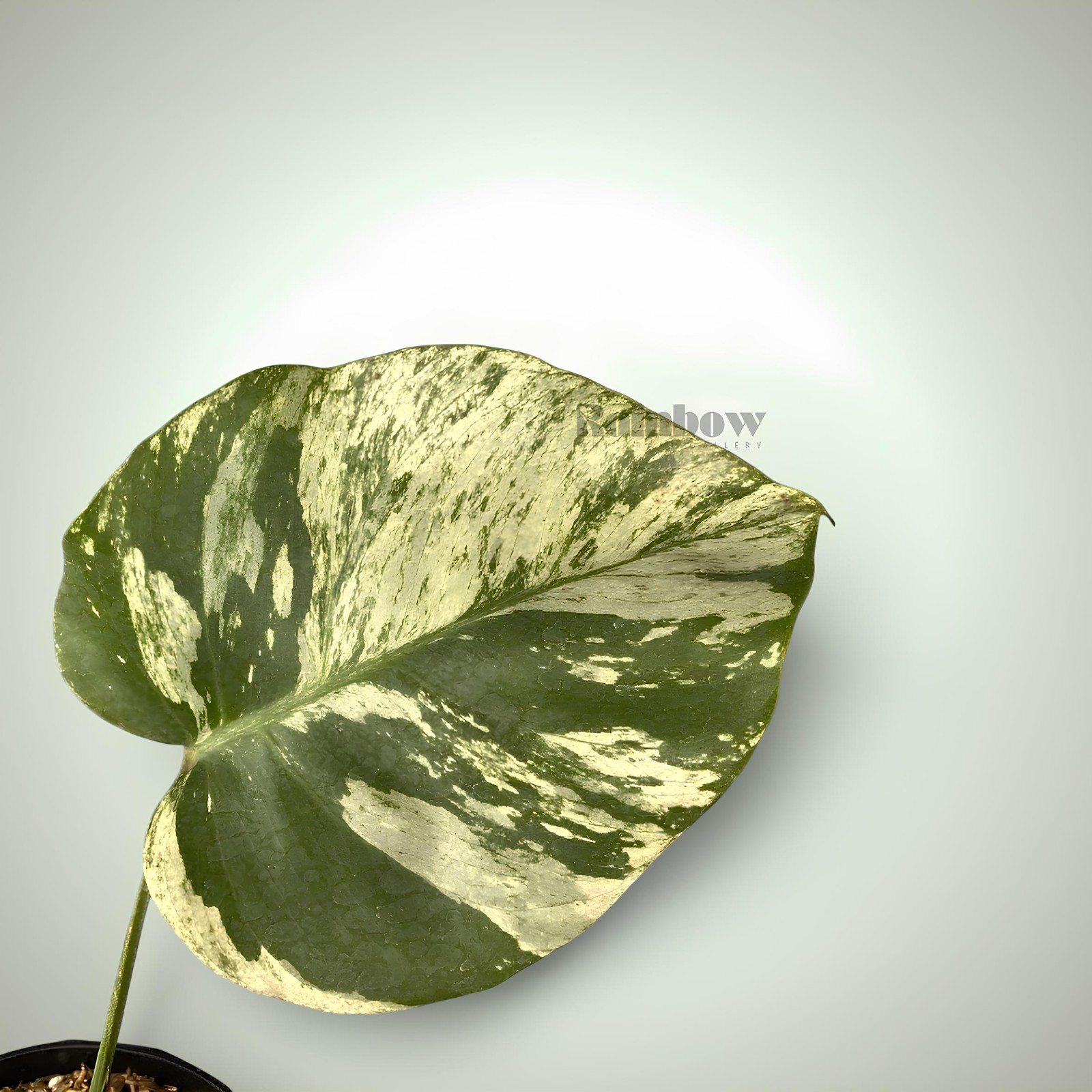 Monstera Mint Cutting Ornamental Plant