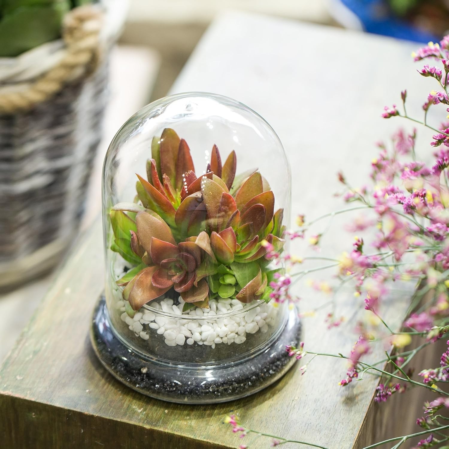 Chic Clear Glass Terrarium Cloche with Base – Ideal for Succulents or Displays