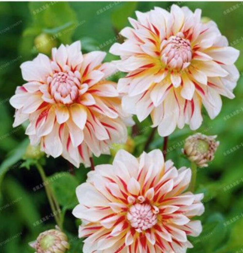 (10) DAHLIA SEEDS rare exotic flower bloom garden plant USA SELLER W/TRACK