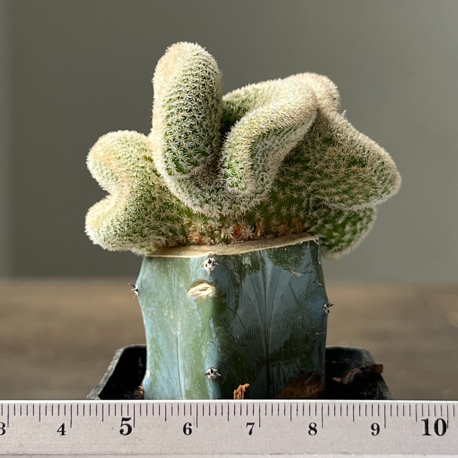 A51-4327 Epithelantha polycephala f. cristata, grafted