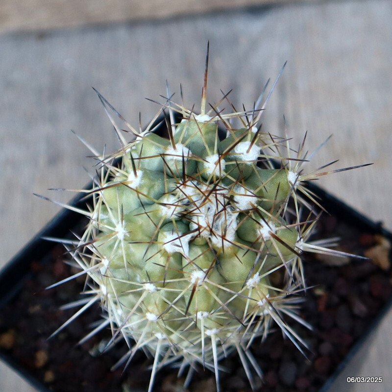 A4104 COPIAPOA HUMILIS V. LONGISPINA pot9-H11-W5 cm MaMa Cactus