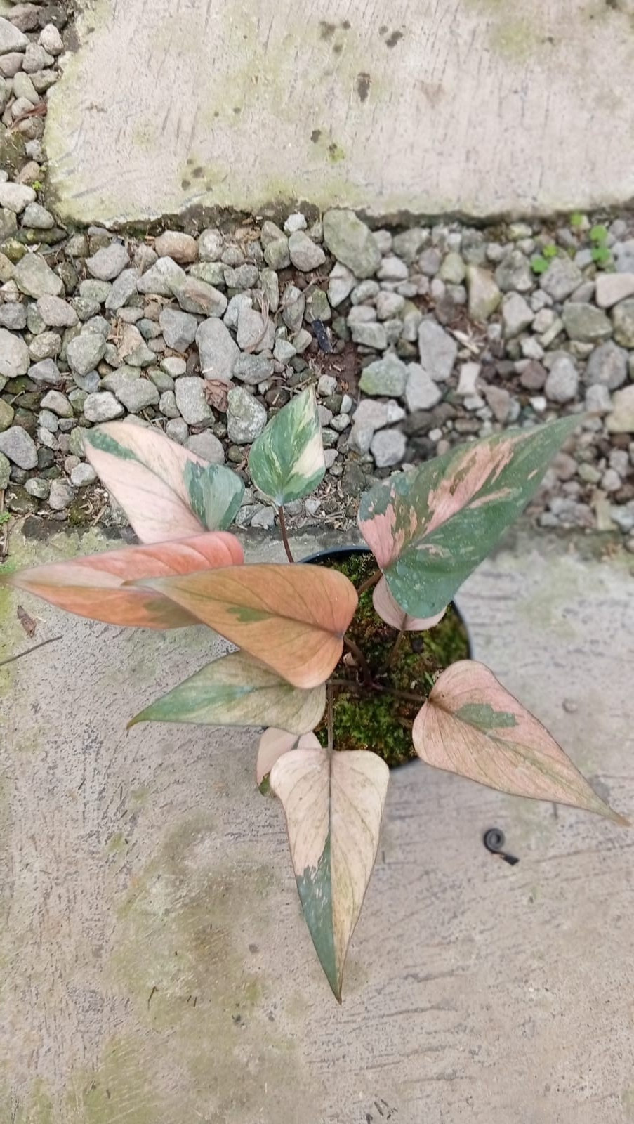 Real Picture Homalomena Pink Peach Diamond Variegated