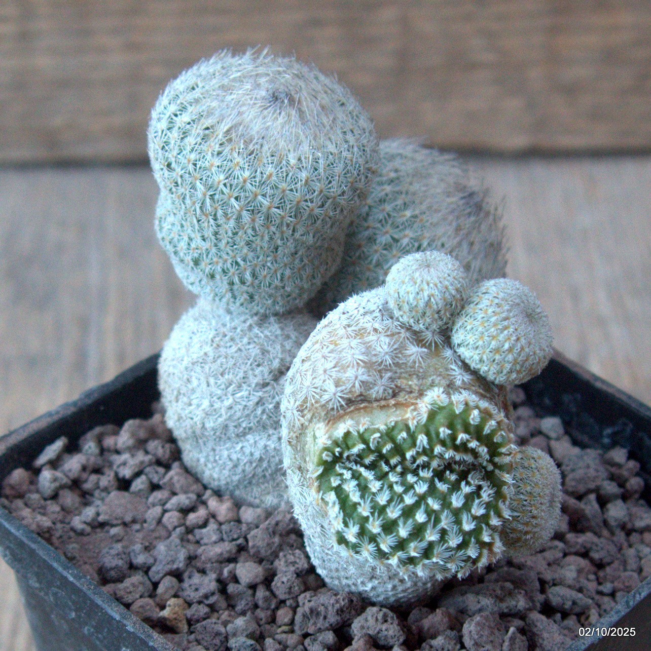 D6813 EPITHELANTHA MICROMERIS MONSTER pot7-H7-W8 cm MaMa Cactus