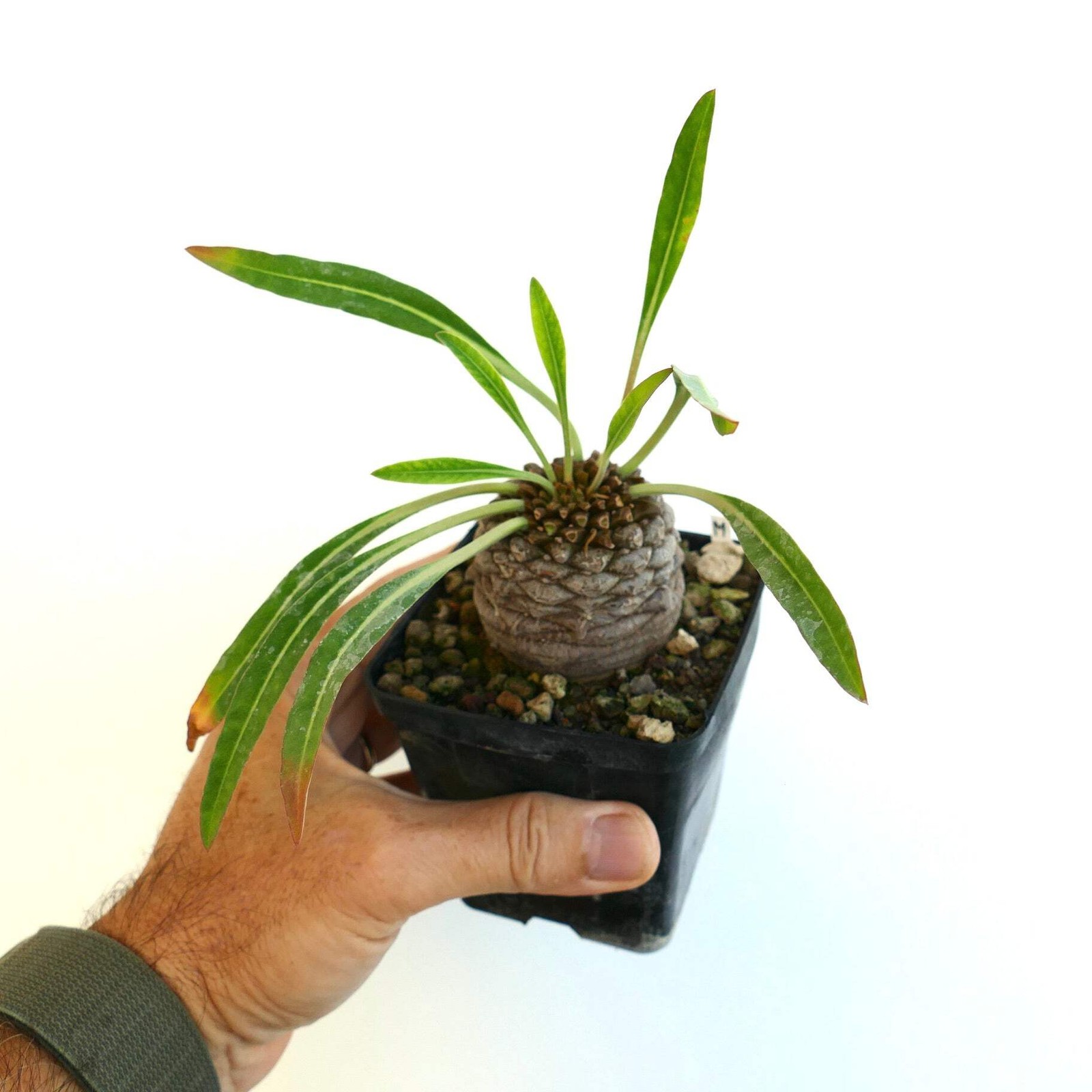 Euphorbia bupleurifolia BIG MALE specimen – Pine cone plant | Sceptre plant