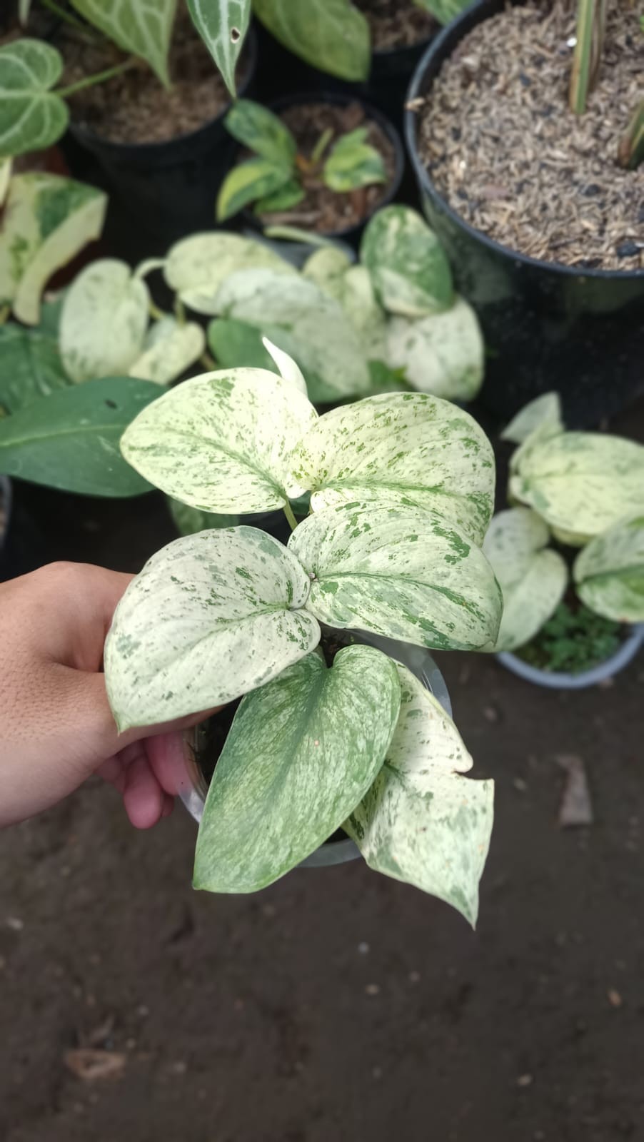Scindapsus Silver Cloud variegated Real Picture