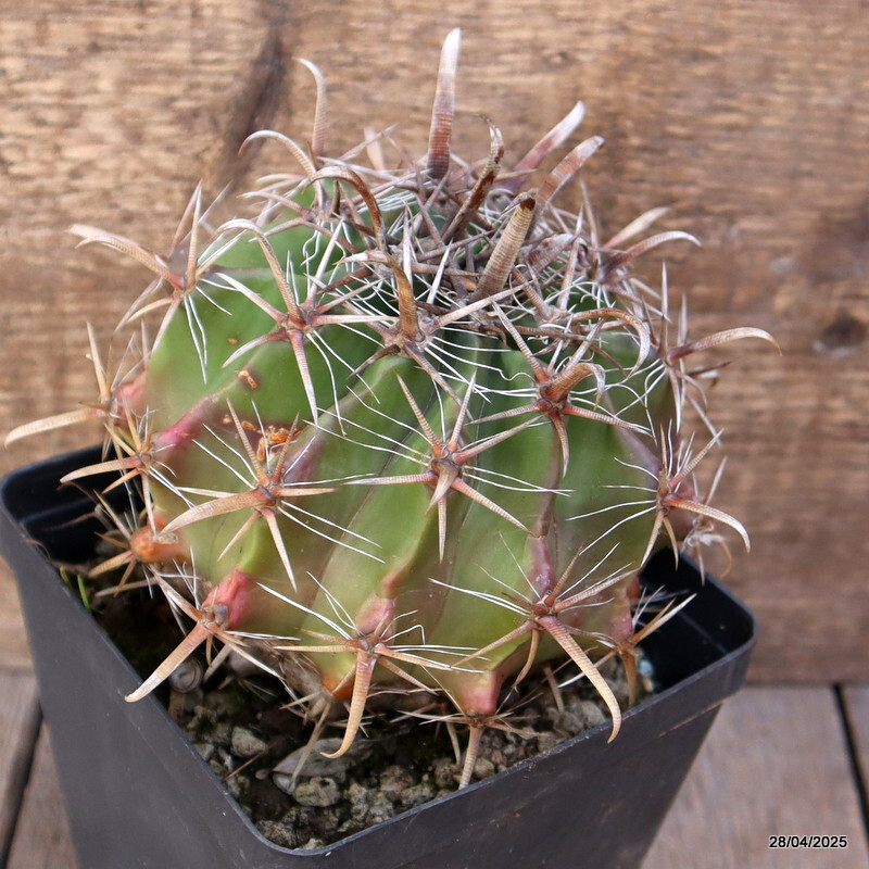 A2015 FEROCACTUS HORRIDUS LONGISPINUS pot12-H11-W14 cm MaMa Cactus