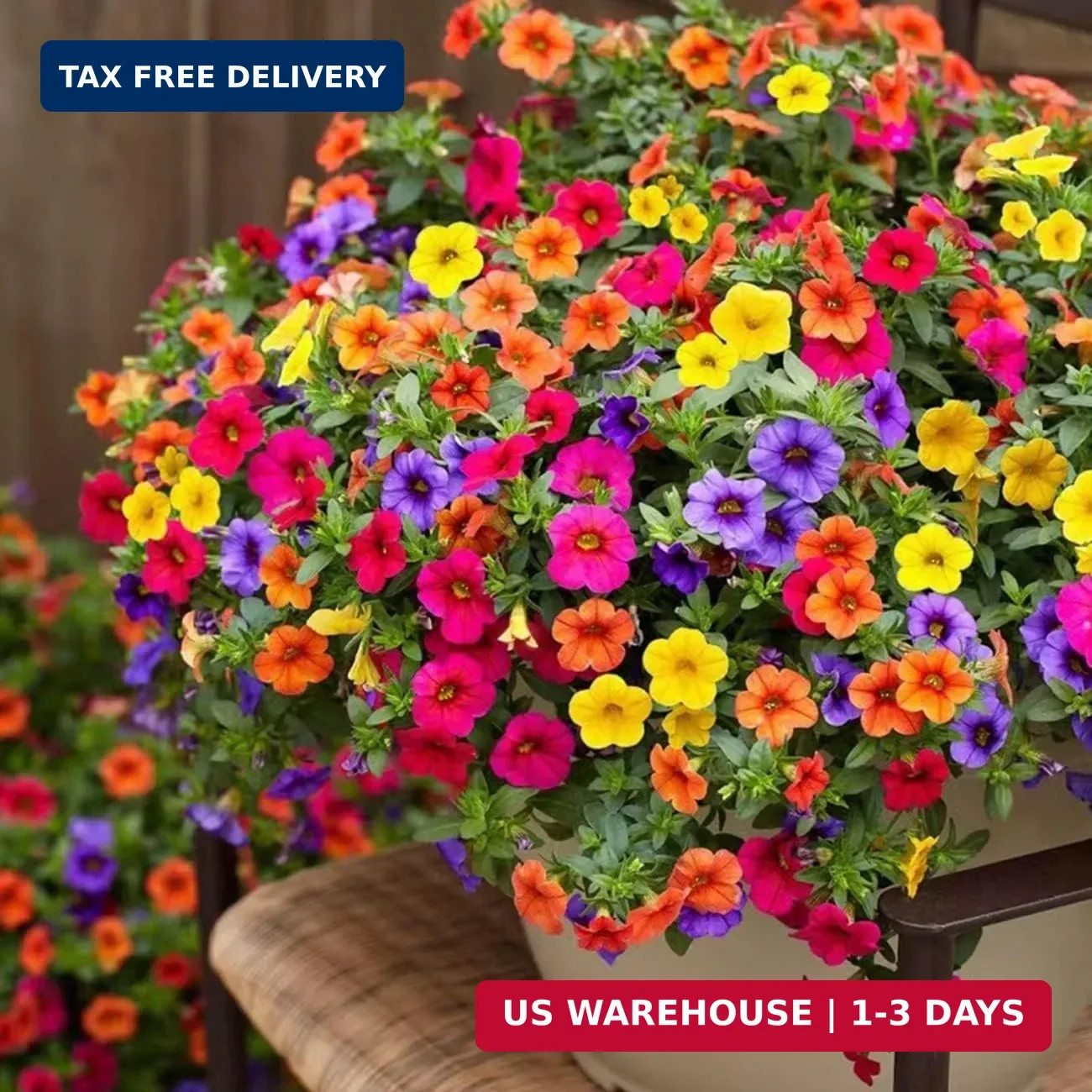 5000+ Petunia Seeds – Mixed Rainbow Color, Bonsai, Grandiflora Flowers, 1500 mg