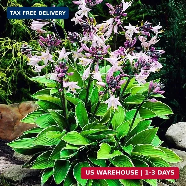 280+ USA PERMIUM Perennial Hosta Seeds for Planting Indoor Outdoor-Non GMO Heirl