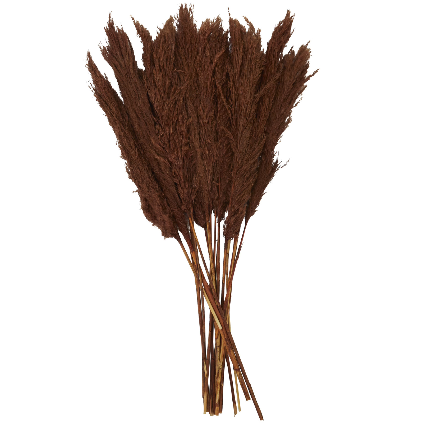 35″ Dried Plant Natural Foliage Pampas Bouquet with Long Stems,